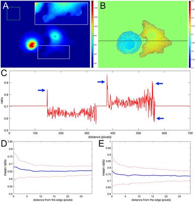 Correcting Artifacts in Ratiometric Biosensor Imaging; an Improved Approach for Dividing Noisy Signals